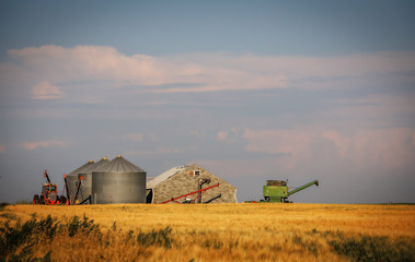 Fototapeta premium A storage shed with grain bins and a tractor and farm equipment behind a golden field of wheat in a rural summer countryside landscape