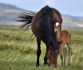 Couple of horses are grazing in boundless Kazakhstan steppes