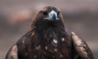 Portrait of a beautiful and proud eagle.