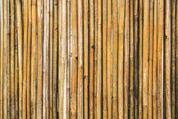 Old yellow bamboo fence texture, bamboo background, texture background, bamboo forest