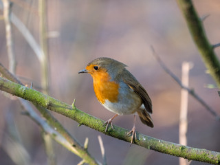 Robin on a branch
