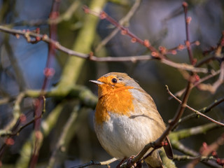 Robin on a branch