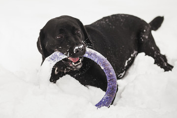 Portrait of cute funny black labrador dog playing happily outdoors in white fresh snow on frosty winter day.