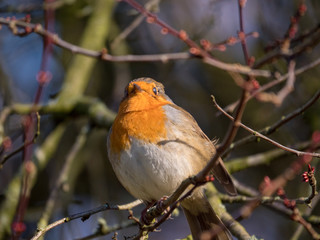 Robin on a branch
