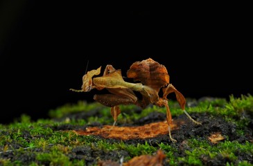 Obraz premium My pose