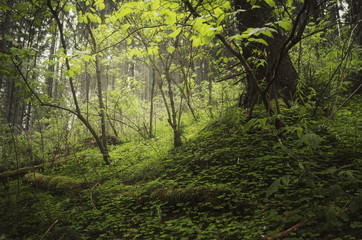 green plants and lush vegetation in natural forest