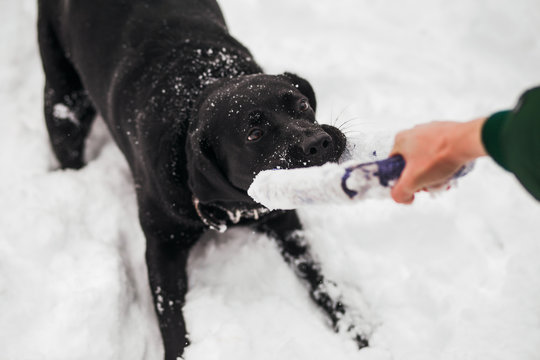 Portrait of cute funny black labrador dog playing happily outdoors in white fresh snow on frosty winter day. Point of view horizontal color photo.