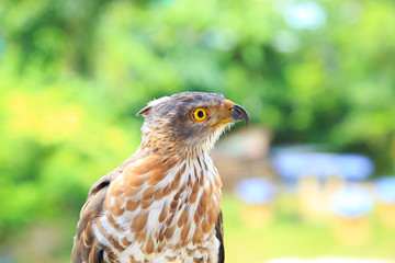 The hawk straight face expression of eye