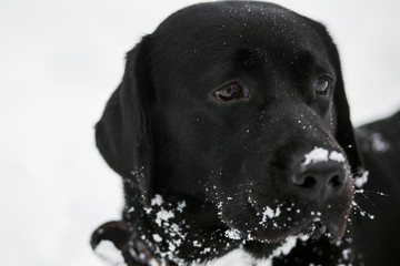 Closeup portrait of calm face of cute funny black labrador dog playing happily outdoors in white...