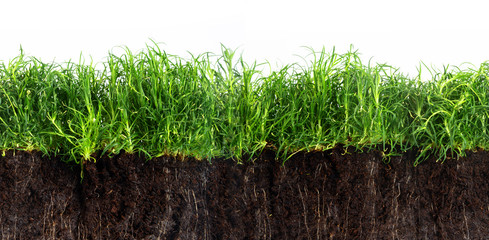 green grass lawn in dark soil isolated on a white background, seamles texture in panoramic banner...