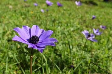Fototapeta premium Anemone flower in the forest.Marmaris.Turkey