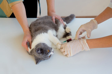 Cat in a vet clinic