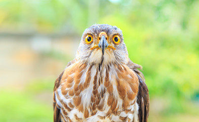 The hawk straight face expression of eye