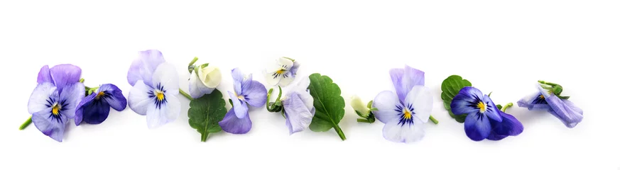 Foto auf Acrylglas Pansies lila blaue Stiefmütterchen und Blätter in einer Reihe, Frühlingsbannerhintergrund im Panoramaformat isoliert mit kleinen Schatten auf weißem Hintergrund