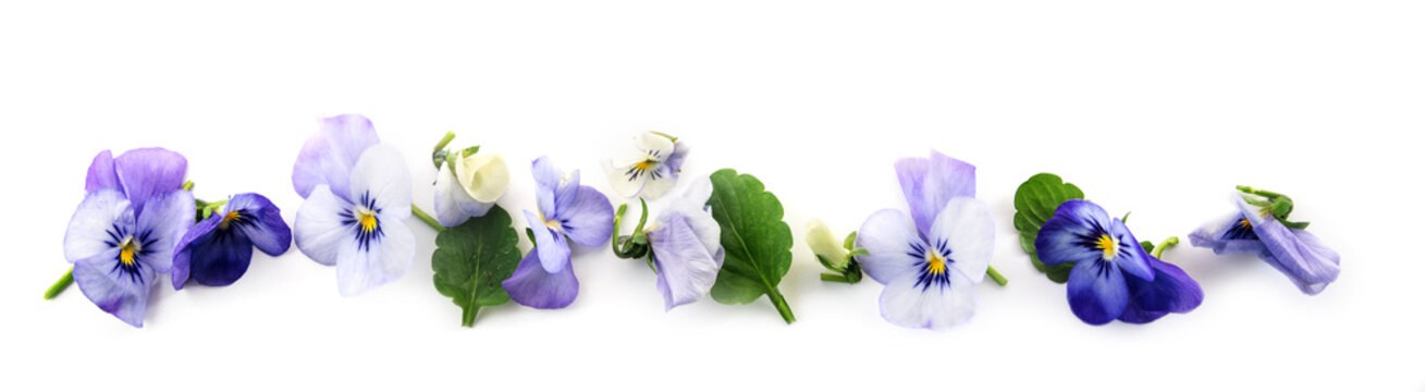 Fototapeta purple blue pansy flowers and leaves in a row, spring banner background in panoramic format isolated with small shadows on a white background