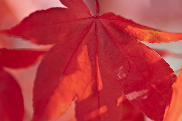 Acer leaves
