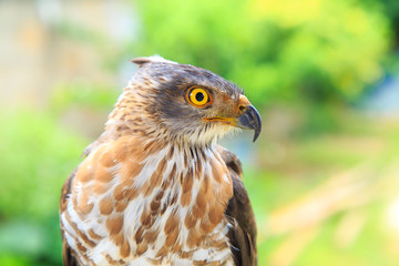 The hawk straight face expression of eye