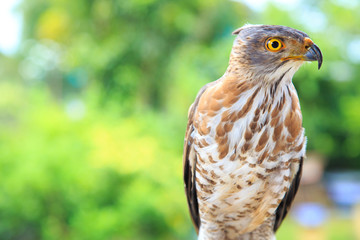 The hawk straight face expression of eye