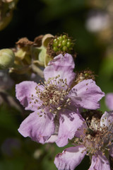 Rubus ulmifolius