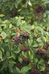Sambucus nigra