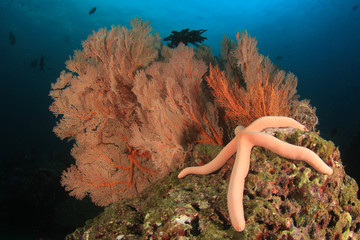 Coral reef underwater and fish