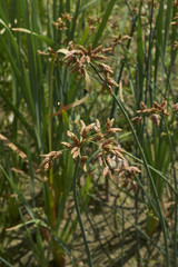 Schoenoplectus acutus