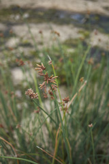 Schoenoplectus acutus