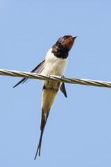 Barn swallow sitting on wire under blue sky. Cute bird in wildlife.