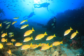 Plakat Scuba dive coral reef underwater