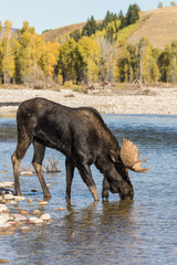 Bull Moose Drinking During the Fall Rut
