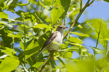 Booted warbler sitting on bush. Cute little rare north songbird. Bird in wildlife.