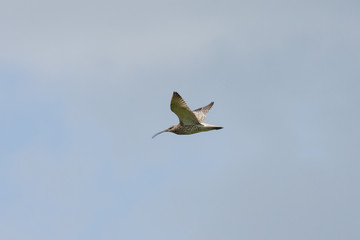 Obraz premium Eurasian curlew flyong in sky. Cute large rare shorebird. Bird in wildlife.