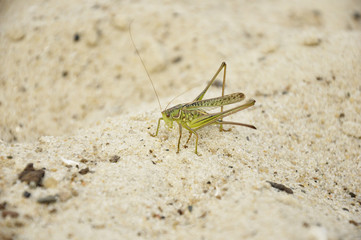 Grasshopper on the sand