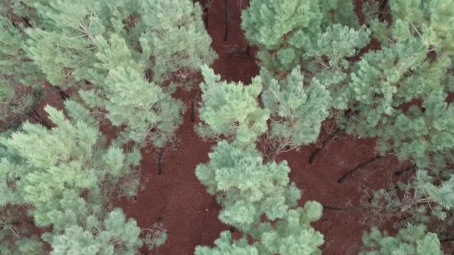 Vista aerea de pinha por drone