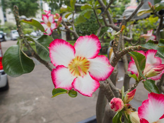 Adenium obesum or Desert rose this flower has pink color