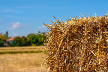 Fototapeta na wymiar Dry straw to feed livestock during food shortages. 