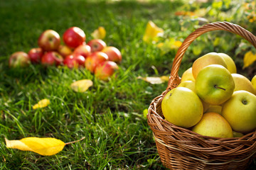 Wicker Basket with Yellow Apples in the Garden.