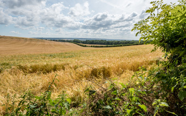 Wheat field and the Kent landscape, England. A rural countryside scene with a field of wheat ready for harvest in the heat of the summer sun.