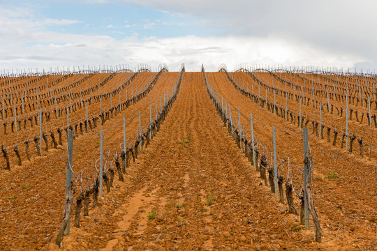 Plantacion de Vi&ntilde;edos en hilera en Primavera , en cuesta
