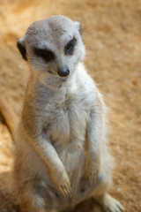 Meerkat in a zoo