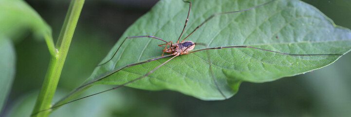 Weberknecht auf grünem Blatt, Opiliones, Panorama