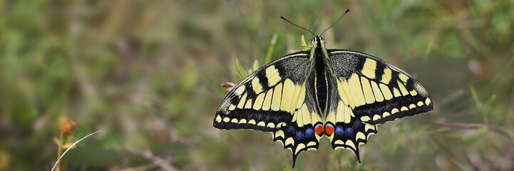 Schwalbenschwanz Schmetterling, Papilio machaon, Panorama