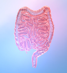 Large and small intestine, medically artwork