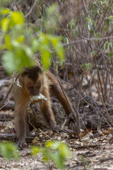 Capuchin Monkey in Serra da Capivara, PI, Brazil