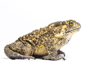 Close up of toad and white background.