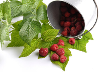 Himbeeren mit Blecheimer und Blättern auf weiss