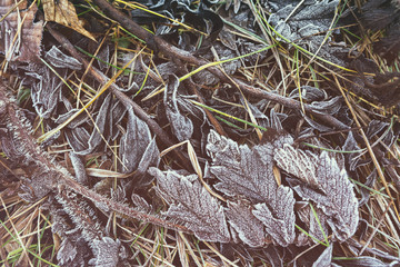 Frozen tree leafs in forest. Top view.
