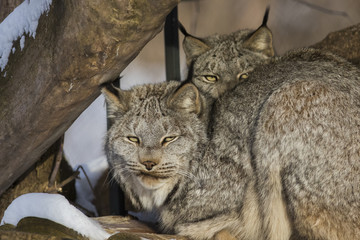 Canada lynx (Lynx canadensis) pair portrait in winter © Mircea Costina
