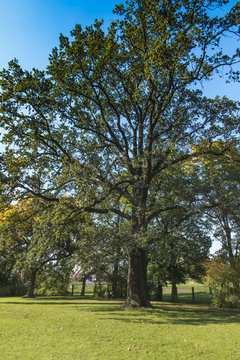 A large old oak in a park in Plawniowice