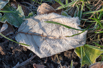 Leaf 2